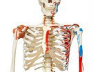 3B Scientific: анатомические модели тела человека - Интернет-магазин промышленного оборудования "Авант",  Шадринск