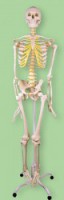 Модель скелета человека на роликовой подставке - Интернет-магазин промышленного оборудования "Авант",  Шадринск
